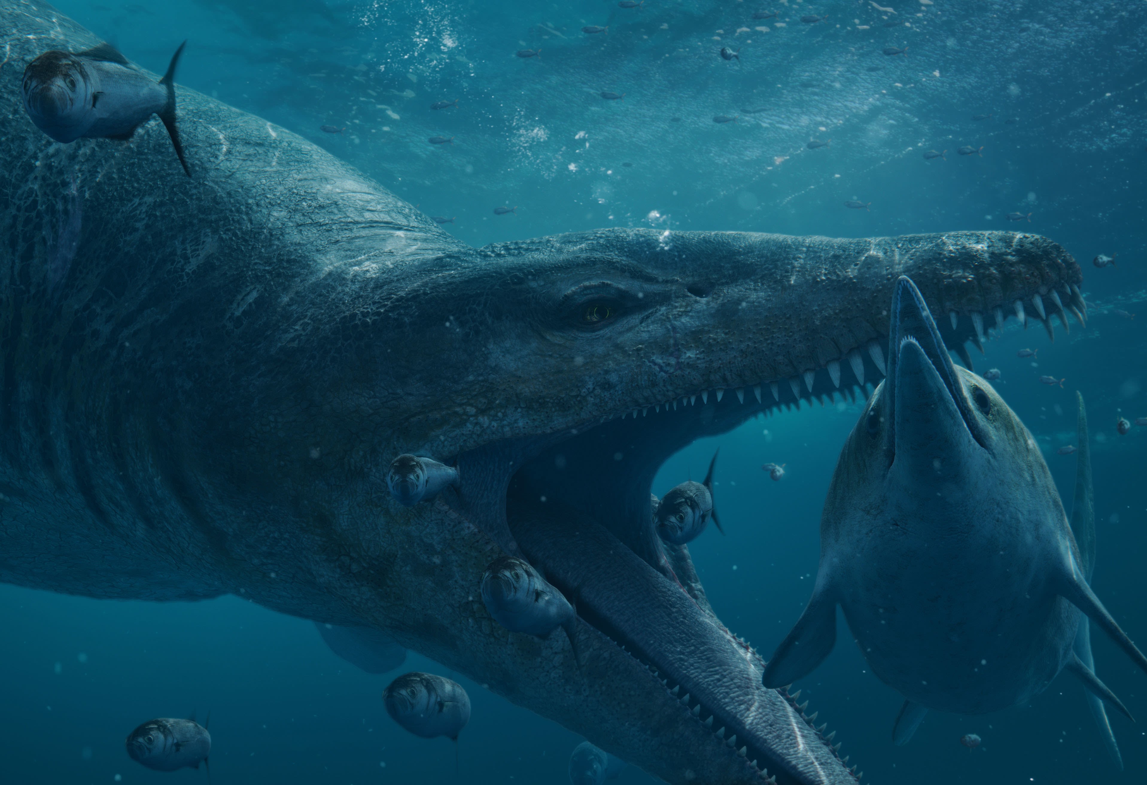 Illustration of a pliosaur eating a dolphin. Its jaws are about the size of the dolphin's body