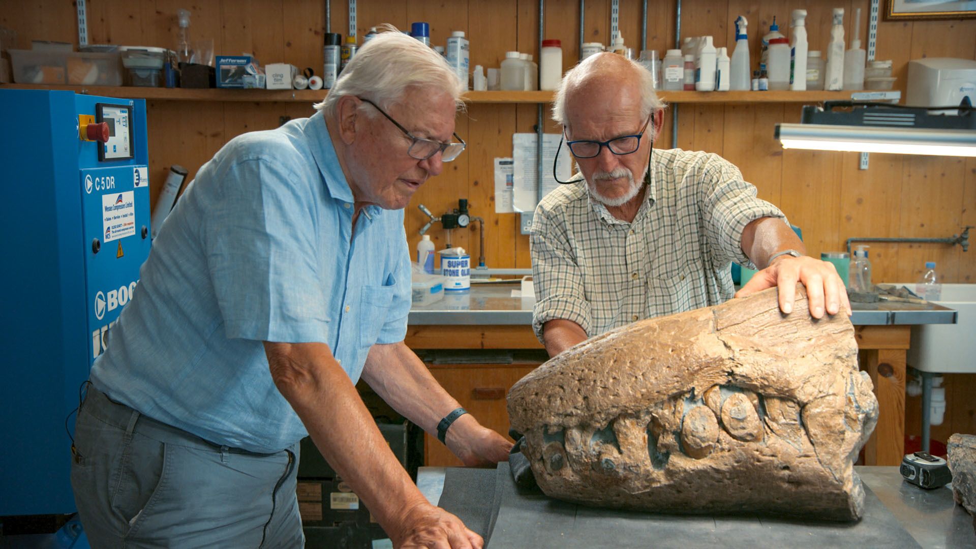 Sir David assesses the fossilised snout, which is around the size of a torso